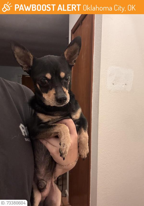 Found/Stray Male Dog last seen Se 42nd st and Sunnylane, Oklahoma City, OK 73129