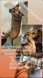 Reunited Female Dog last seen Eudora Ave and West Sandison Street, Los Angeles, CA 90744