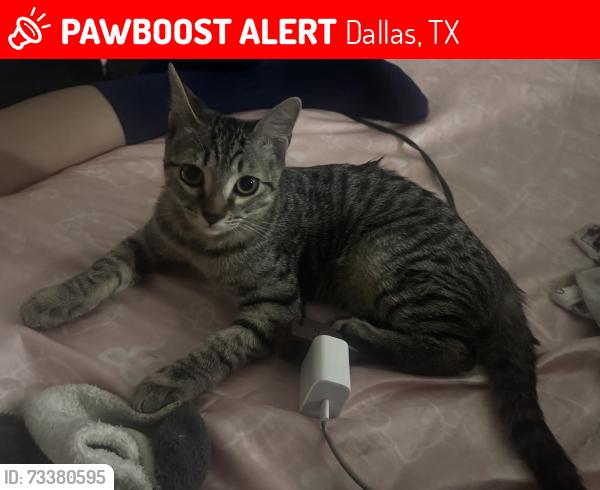 Lost Male Cat last seen Near day st Dallas tx 75227, Dallas, TX 75227