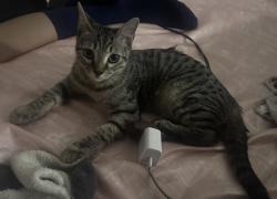 Lost Male Cat last seen Near day st Dallas tx 75227, Dallas, TX 75227