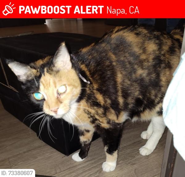 Lost Female Cat last seen Near Hartle Ct, Napa, CA, Napa, CA 94559