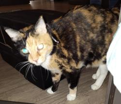 Lost Female Cat last seen Near Hartle Ct, Napa, CA, Napa, CA 94559