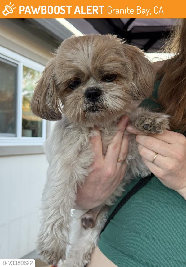 Found/Stray Male Dog last seen Country Ct and Auburn Folsom Rd, Granite Bay, CA 95746