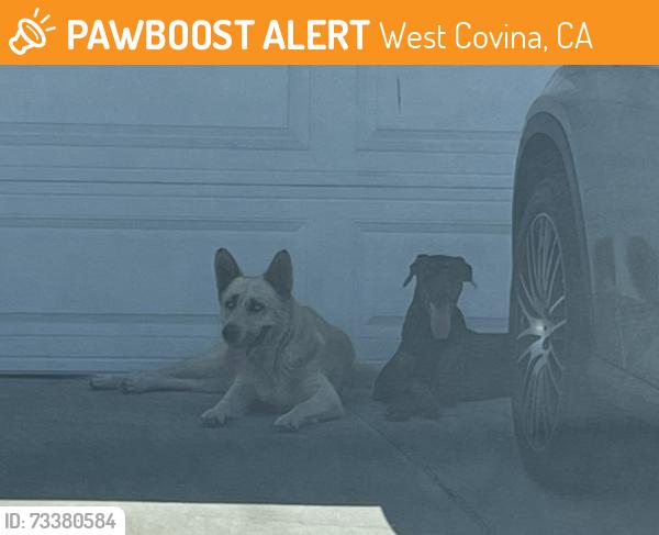 Found/Stray Unknown Dog last seen Bauer St, Ford Drive, West Covina, CA 91792