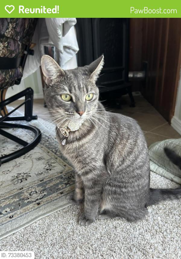 Reunited Female Cat last seen Near polk lane Windsor Locks CT 06096, Windsor Locks, CT 06096
