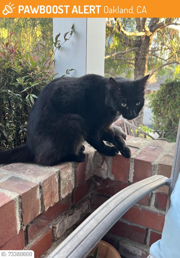 Found/Stray Unknown Cat last seen Harbord Drive, Oakland, CA 94618