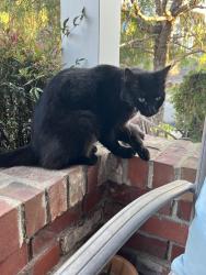 Found/Stray Unknown Cat last seen Harbord Drive, Oakland, CA 94618