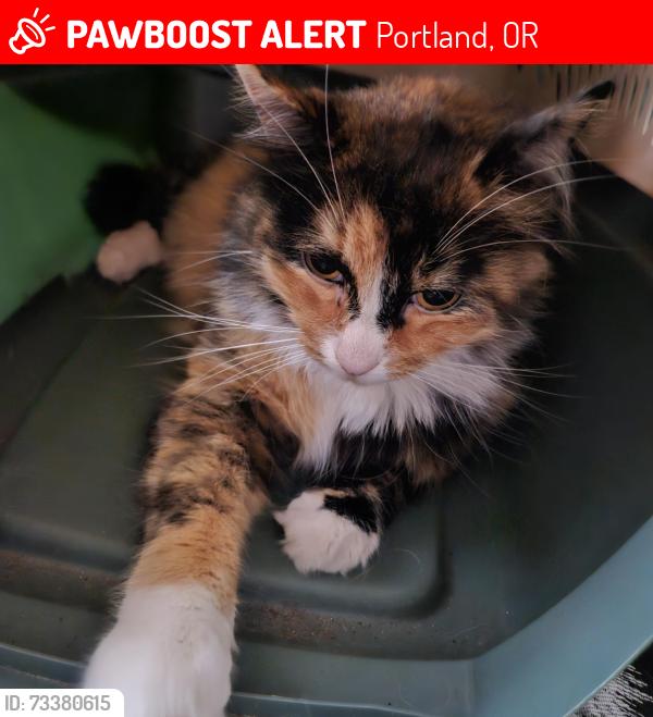 Lost Female Cat last seen 7th and harney, Portland, OR 97202