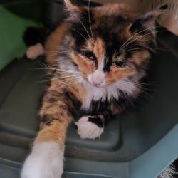 Lost Female Cat last seen 7th and harney, Portland, OR 97202