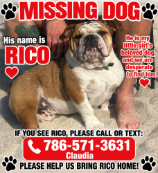 Lost Male Dog last seen Near nw 179 st Miami gardens 33056, Miami Gardens, FL 33056