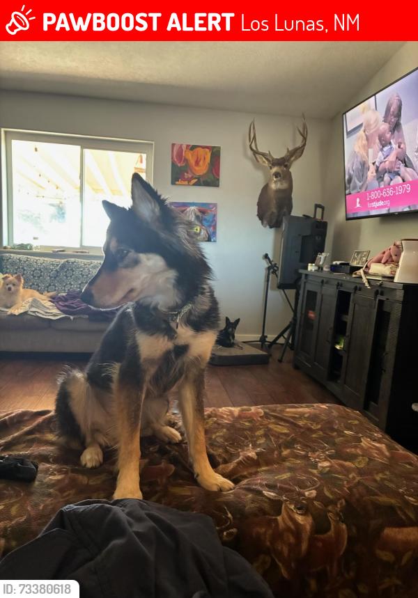 Lost Female Dog last seen Camelot and Vista Hill North Loop, Los Lunas, NM 87031