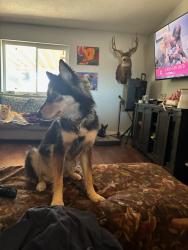 Lost Female Dog last seen Camelot and Vista Hill North Loop, Los Lunas, NM 87031