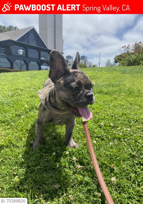Lost Female Dog last seen Helix and Kenwood, Spring Valley, CA 91977