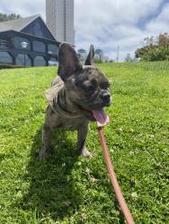 Lost Female Dog last seen Helix and Kenwood, Spring Valley, CA 91977