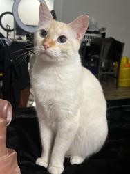 Lost Male Cat last seen W Ball Rd x S Dale Ave, Anaheim, CA 92804
