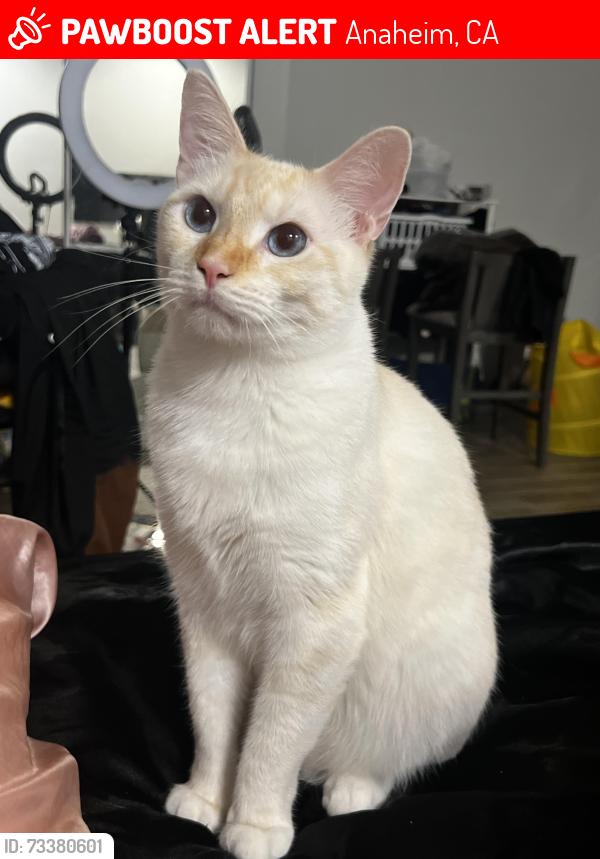 Lost Male Cat last seen W Ball Rd x S Dale Ave, Anaheim, CA 92804