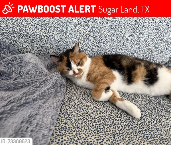 Lost Female Cat last seen Twin Valley Drive and Talshire Lane, Sugar Land, TX 77479