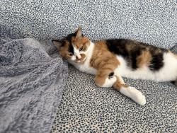 Lost Female Cat last seen Twin Valley Drive and Talshire Lane, Sugar Land, TX 77479