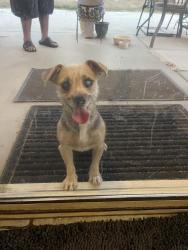 Reunited Female Dog last seen Raysak and East Avenue J12, Lancaster, CA 93535