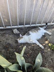 Found/Stray Female Cat last seen Tulsa St. and Yarmouth, Los Angeles, CA 91344