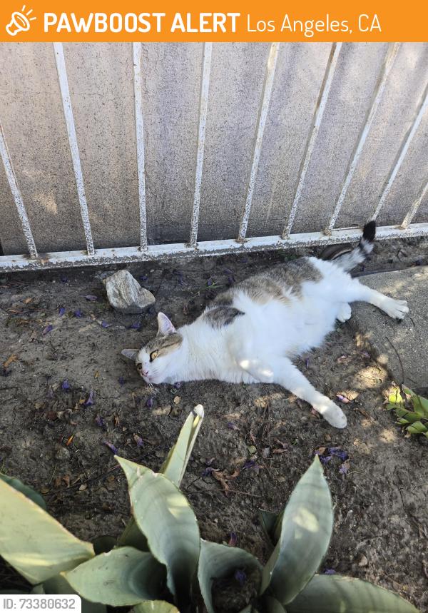 Found/Stray Female Cat last seen Tulsa St. and Yarmouth, Los Angeles, CA 91344