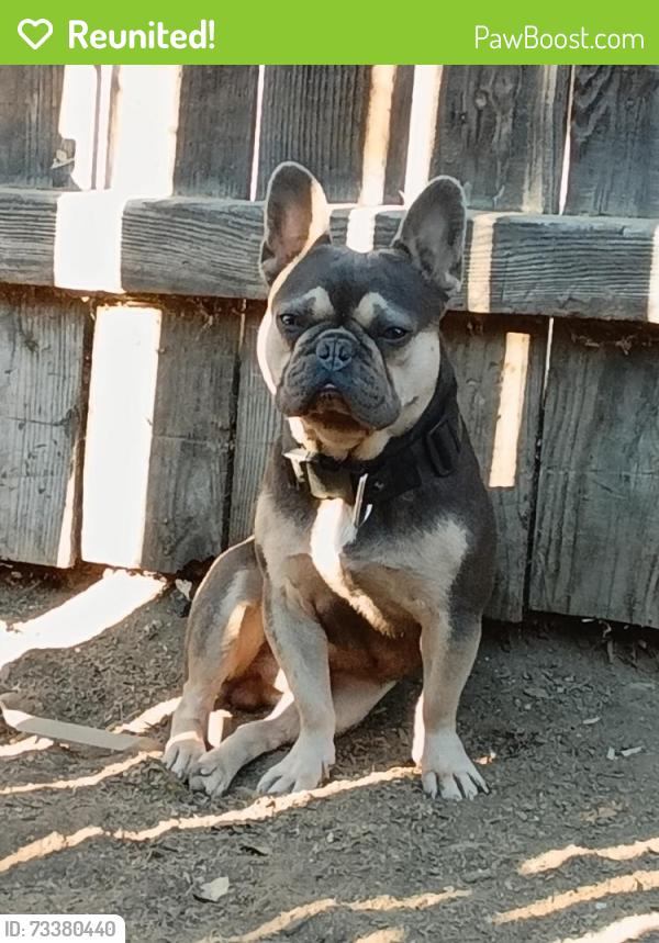 Reunited Male Dog last seen Mountain Ave/Rose Lane Mountain Ave/Golden, Riverside, CA 92505