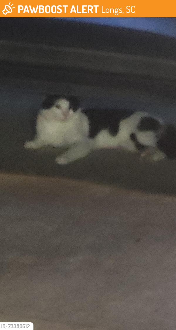 Found/Stray Unknown Cat last seen Charter Dr & Cheshire Ct, Longs, SC 29568