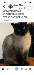 Lost Male Cat last seen Blanco Riad, San Antonio, TX 78248