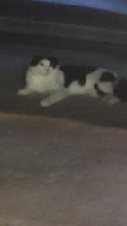 Found/Stray Unknown Cat last seen Charter Dr & Cheshire Ct, Longs, SC 29568