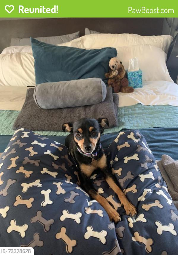 Reunited Female Dog last seen Marchbanks/Heather Farms Gardens parking lot, Walnut Creek, CA 94598