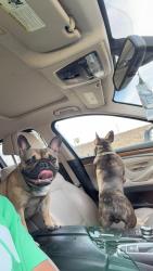 Lost Female Dog last seen Near 4th ave Los Angeles ca 90018, Los Angeles, CA 90057