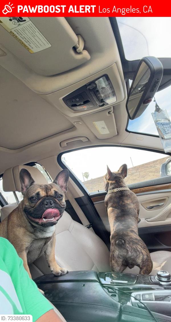 Lost Female Dog last seen Near 4th ave Los Angeles ca 90018, Los Angeles, CA 90057