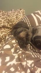 Lost Male Dog last seen 95th and Forest Ave, Chicago, IL 60628