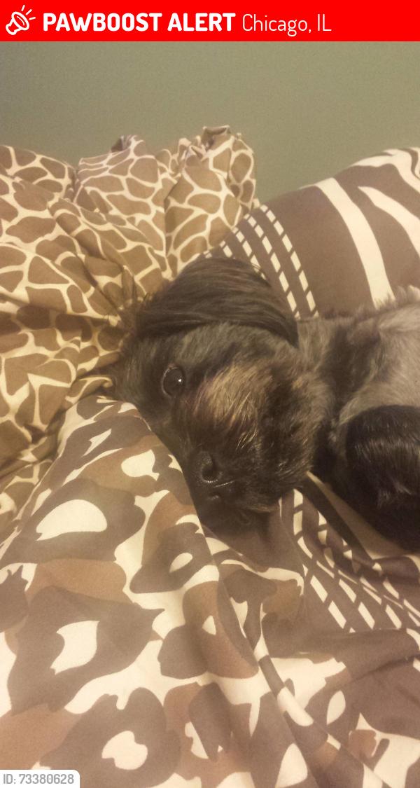 Lost Male Dog last seen 95th and Forest Ave, Chicago, IL 60628