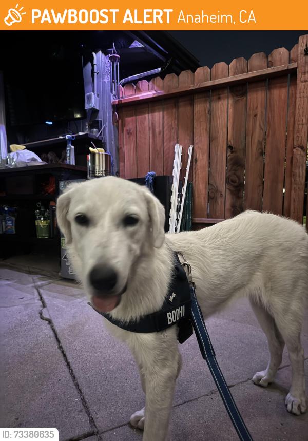 Found/Stray Female Dog last seen Gilbert, Anaheim, CA 92801