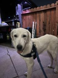 Found/Stray Female Dog last seen Gilbert, Anaheim, CA 92801