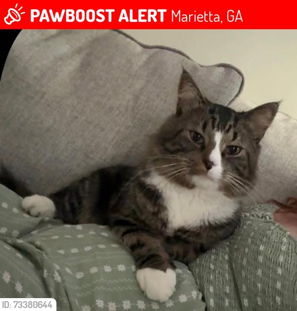 Lost Male Cat last seen hse, Marietta, GA 30066