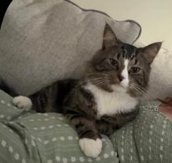 Lost Male Cat last seen hse, Marietta, GA 30066