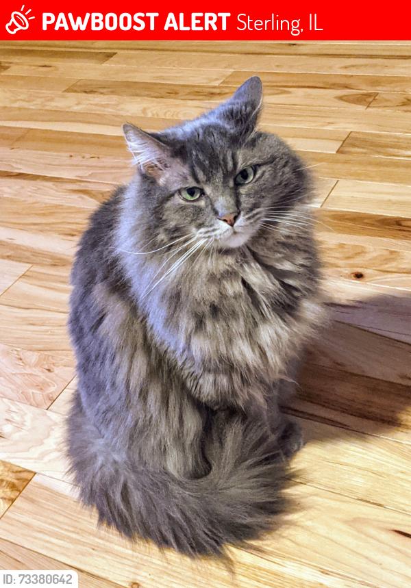 Lost Male Cat last seen 4th Ave and E 7th St., Sterling, IL 61081