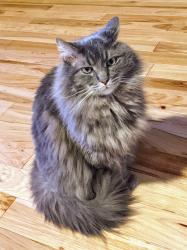 Lost Male Cat last seen 4th Ave and E 7th St., Sterling, IL 61081