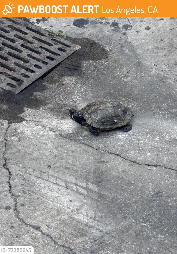 Found/Stray Unknown Reptile last seen Leeward Ave. and Magnolia, Los Angeles, CA 90005