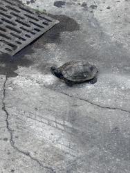 Found/Stray Unknown Reptile last seen Leeward Ave. and Magnolia, Los Angeles, CA 90005