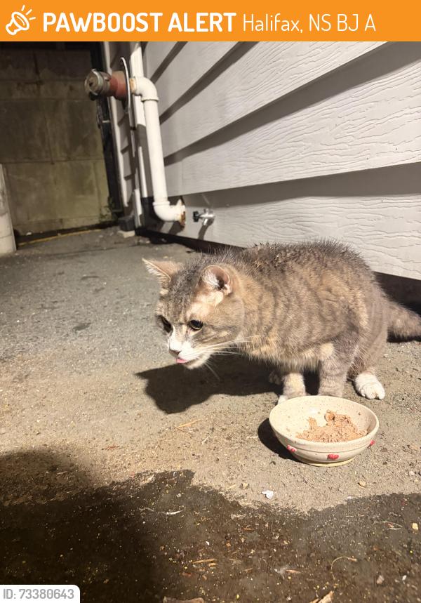 Found/Stray Unknown Cat last seen South St and Barrington St, Halifax, NS B3J 1A3