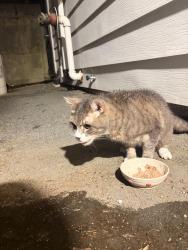 Found/Stray Unknown Cat last seen South St and Barrington St, Halifax, NS B3J 1A3