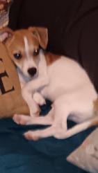 Lost Male Dog last seen Wild Country RV Park across from Valero gas station (1485 Gene Campbell area ), New Caney, TX 77357