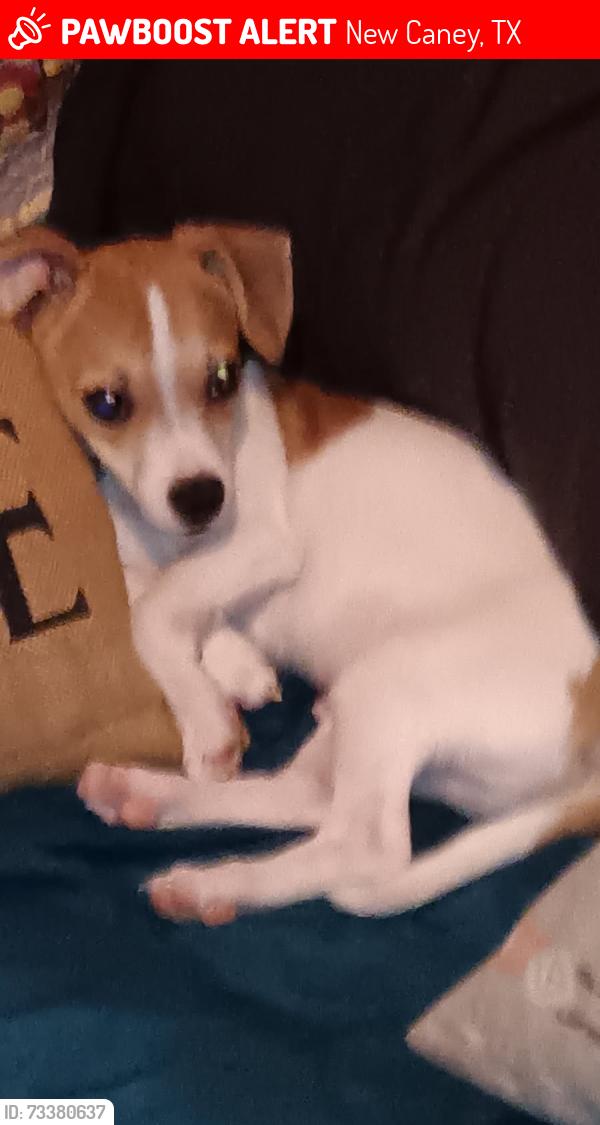 Lost Male Dog last seen Wild Country RV Park across from Valero gas station (1485 Gene Campbell area ), New Caney, TX 77357