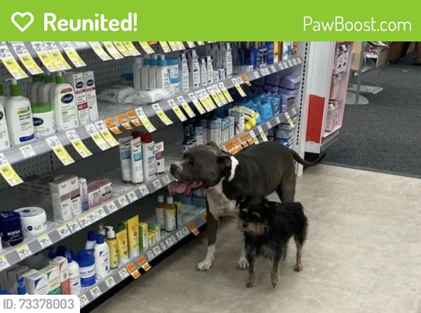 Reunited Male Dog last seen Walgreens 29th and Bryan High School, Bryan, TX 77802