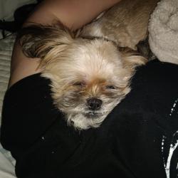 Lost Female Dog last seen Food darma, Texas City, TX 77590