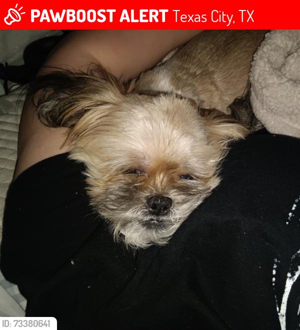 Lost Female Dog last seen Food darma, Texas City, TX 77590