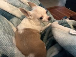 Lost Female Dog last seen walmart, mcdonalds, publix, applebees, Tampa, FL 33616